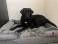 Load image into Gallery viewer, Preshy Paws Orthopedic Pet Beds