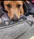 Load image into Gallery viewer, Preshy Paws Orthopedic Pet Beds