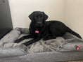 Load image into Gallery viewer, Preshy Paws Orthopedic Pet Beds
