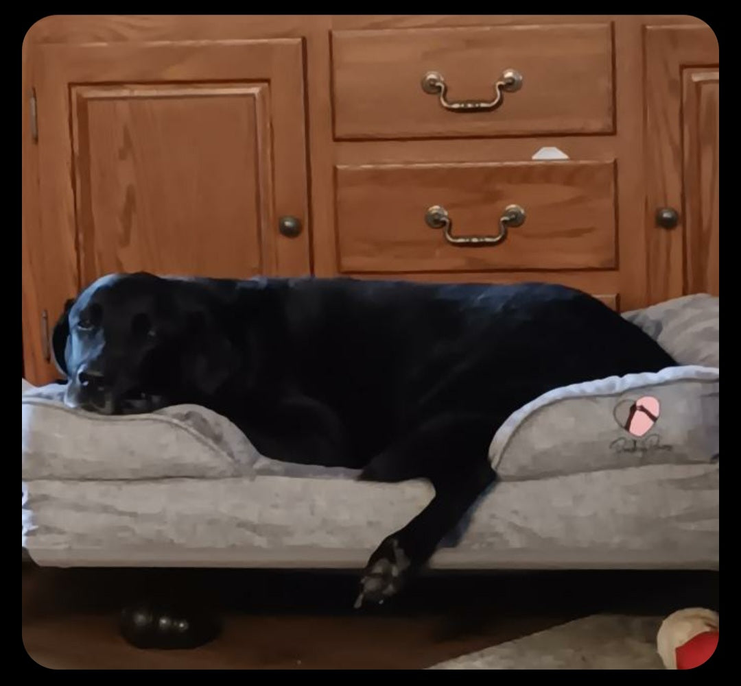 Preshy Paws Orthopedic Pet Beds